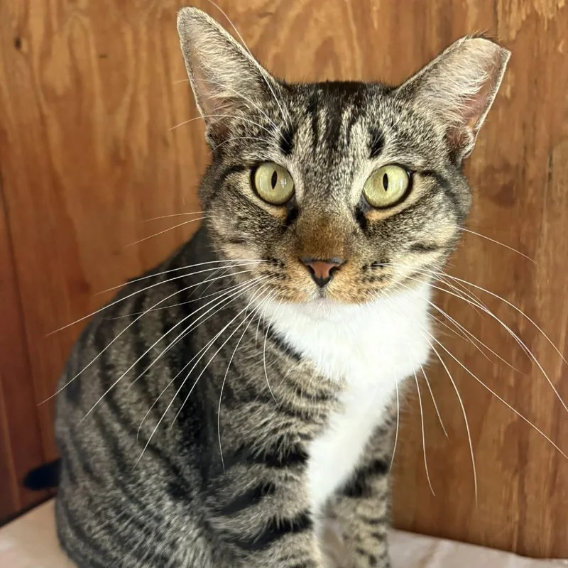 An adult large-sized female Brown / Chocolate Domestic Short Hair cat named Mimi for adoption in Freeport, FL