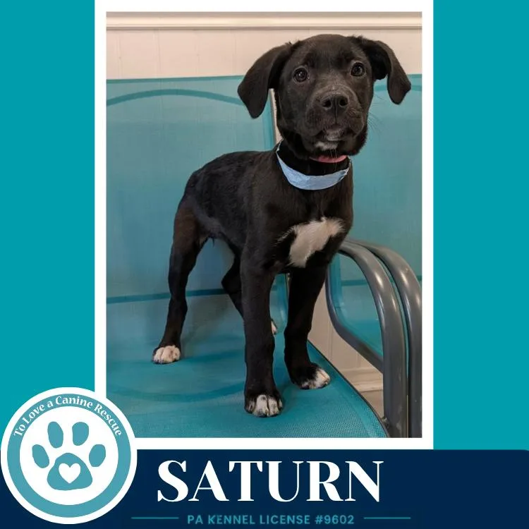 A baby medium-sized female Tricolor (Brown, Black, & White) Labrador Retriever dog named Saturn for adoption in Kimberton, PA