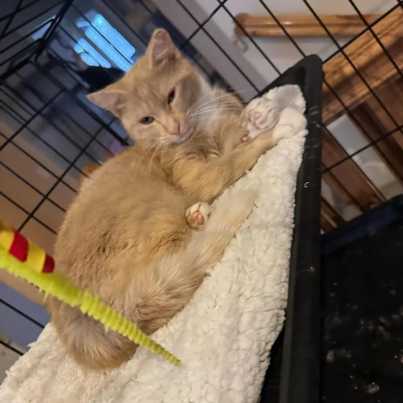 Pumpkin Rogers thumbnail 2