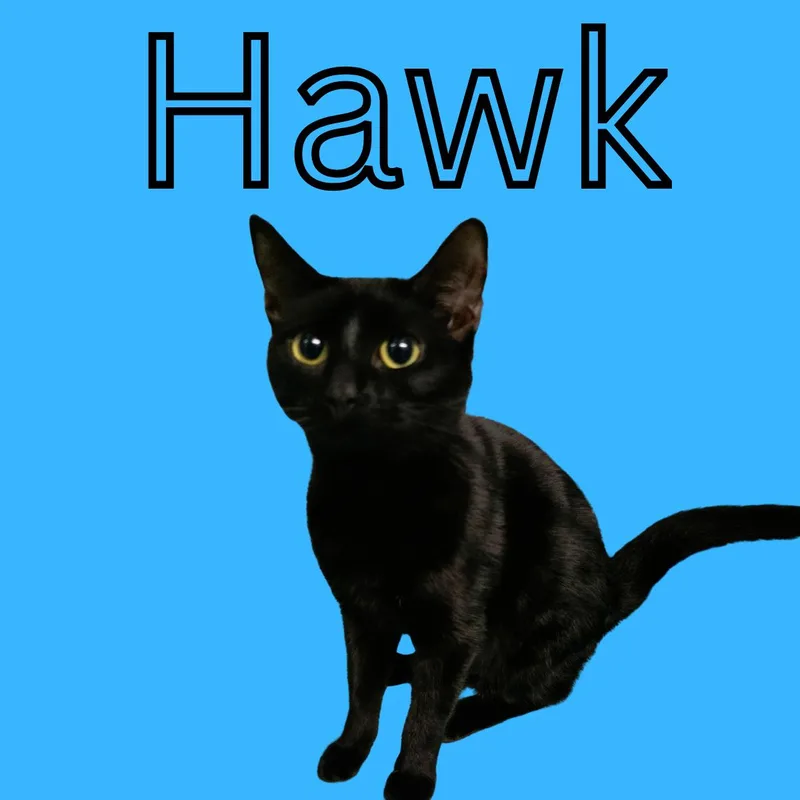 Hawk