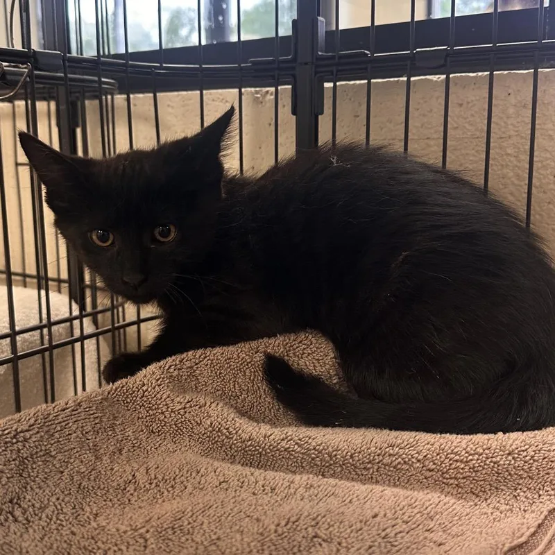 A baby small-sized male Black Domestic Long Hair cat named Stingray for adoption in Rocky Mount, VA