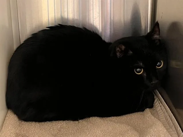 An adult medium-sized male Domestic Short Hair cat named Lord Archibald for adoption in Colorado Springs, CO