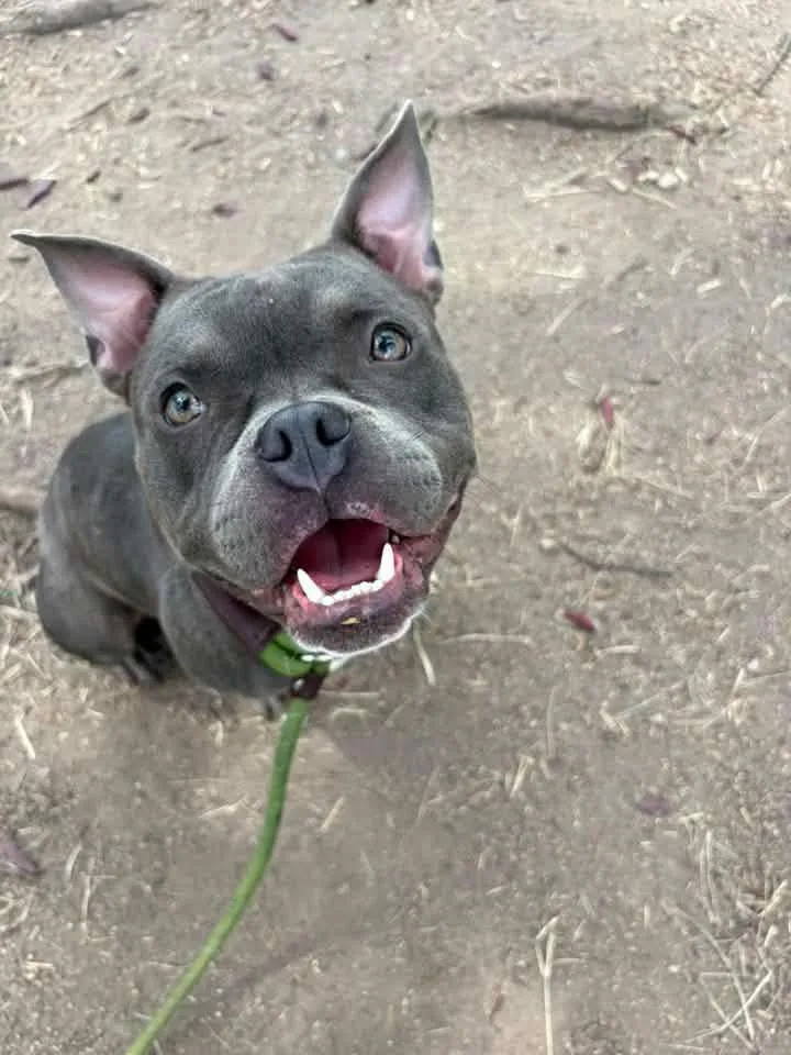An adult medium-sized female Gray / Blue / Silver Pit Bull Terrier dog named Glamour for adoption in Chicago, IL