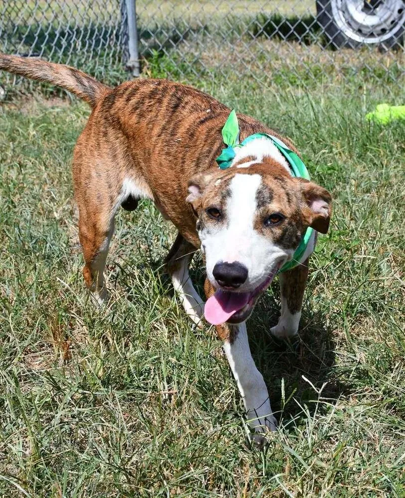 An adult medium-sized male Catahoula Leopard Dog dog named Whiskey A for adoption in Silsbee, TX