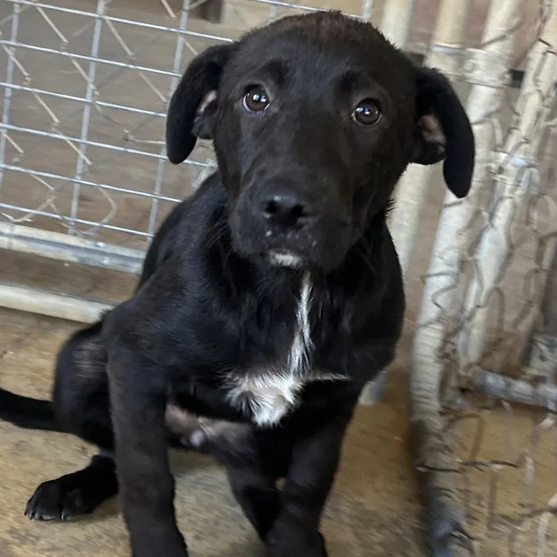 A baby medium-sized female Black Mixed Breed dog named Tammy for adoption in West Point, MS