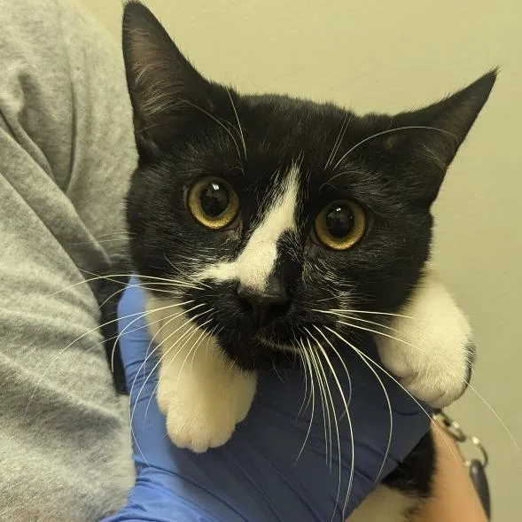 A young medium-sized male Black Domestic Short Hair cat named Ube for adoption in Charlottesville, VA