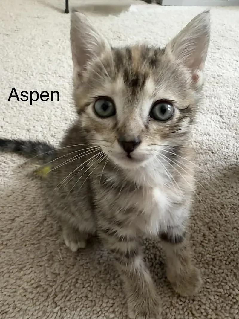 A baby small-sized male Tabby (Gray / Blue / Silver) Domestic Short Hair cat named Aspen for adoption in Annapolis, MD