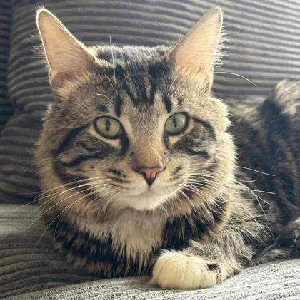 An adult small-sized male Domestic Medium Hair cat named Kenneth for adoption in Wheaton, IL