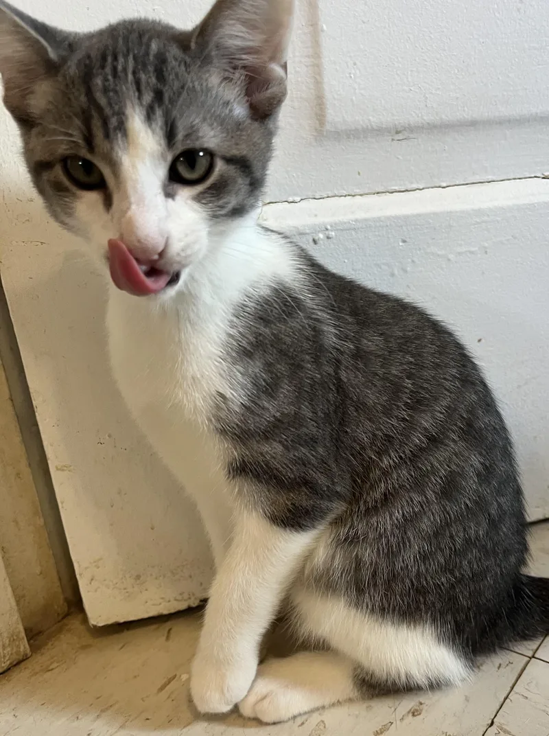 A baby medium-sized male White Domestic Short Hair cat named White and grey crewMales for adoption in Moline, IL