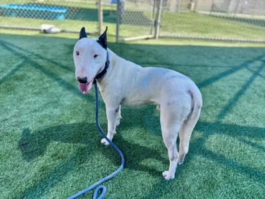 An adult large-sized male Bull Terrier dog named Dante for adoption in Los Angeles, CA