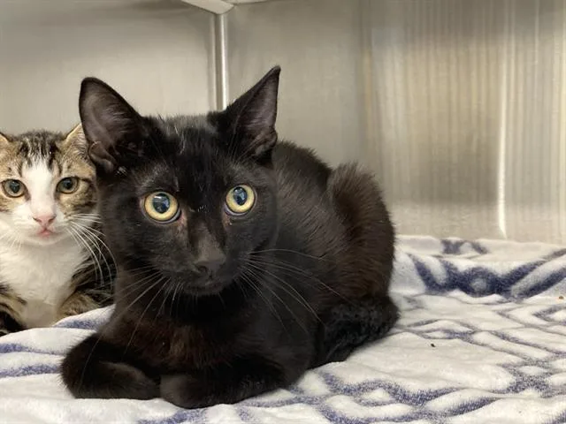 A young small-sized male Domestic Short Hair cat named Caldillo for adoption in Tustin, CA
