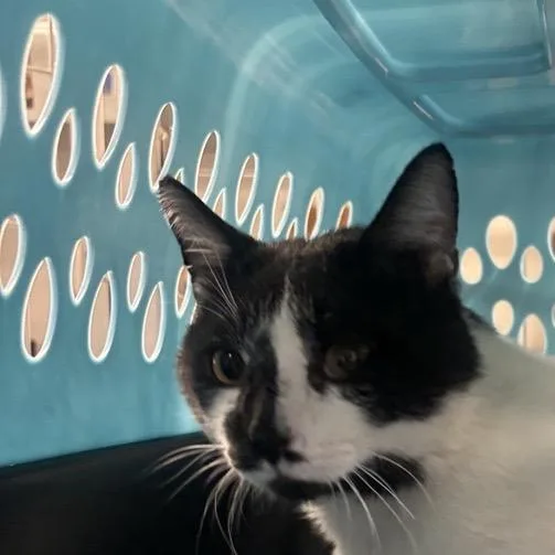 A young large-sized male White Domestic Short Hair cat named Larry for adoption in New York, NY