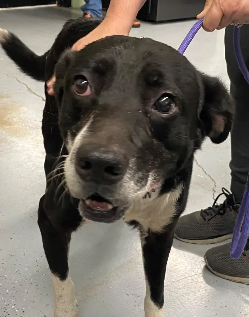 An adult large-sized male Labrador Retriever dog named Jester for adoption in Beebe, AR