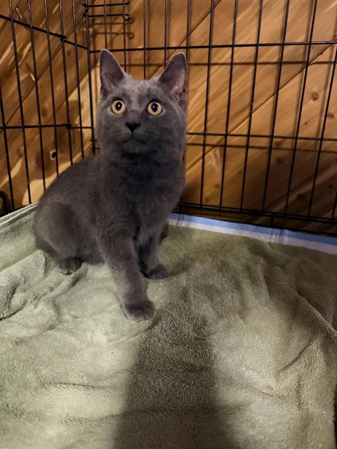 A baby small-sized male Gray / Blue / Silver Domestic Short Hair cat named Ash for adoption in Romney, WV