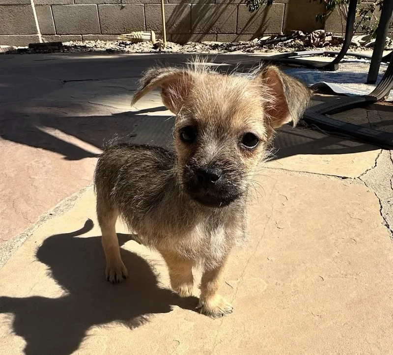 A baby small-sized female Gray / Blue / Silver Schnauzer dog named Pepita for adoption in TUCSON, AZ