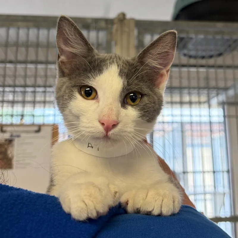 A baby small-sized female Gray / Blue / Silver Domestic Short Hair cat named Chili Dog for adoption in Santa Barbara, CA