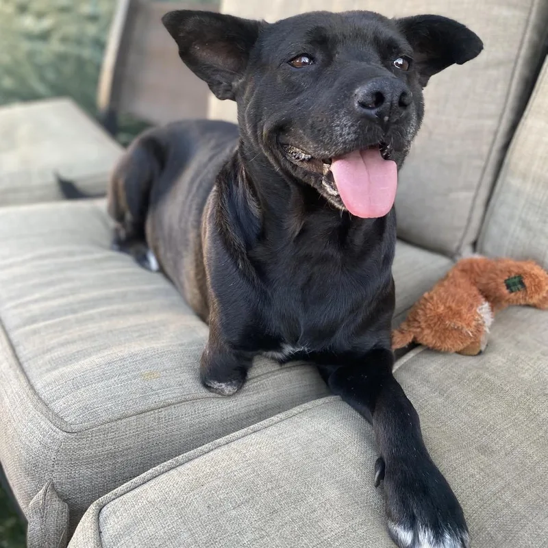 Lieutenant Dan The Tri thumbnail 2