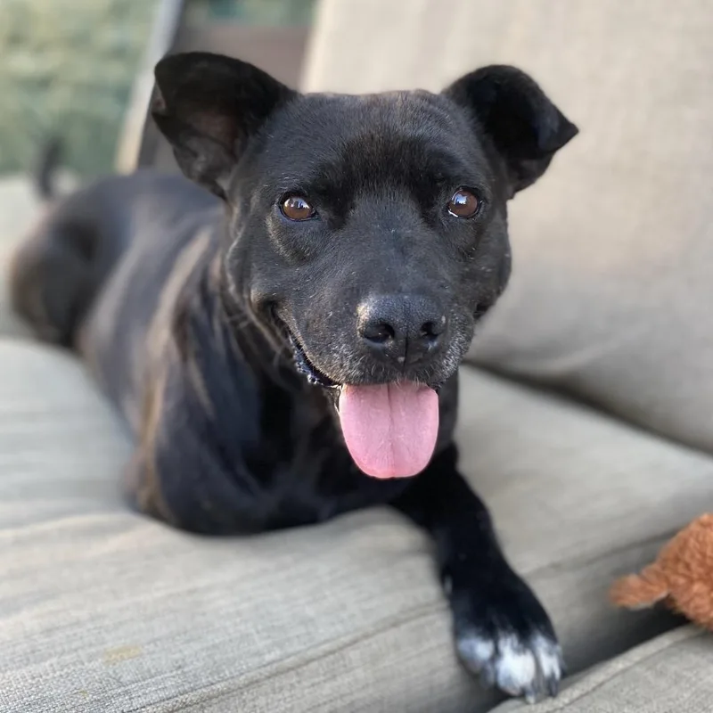 Lieutenant Dan The Tri thumbnail 3