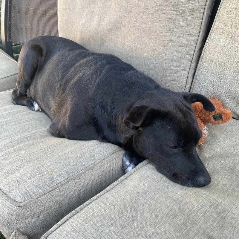 Lieutenant Dan The Tri thumbnail 5