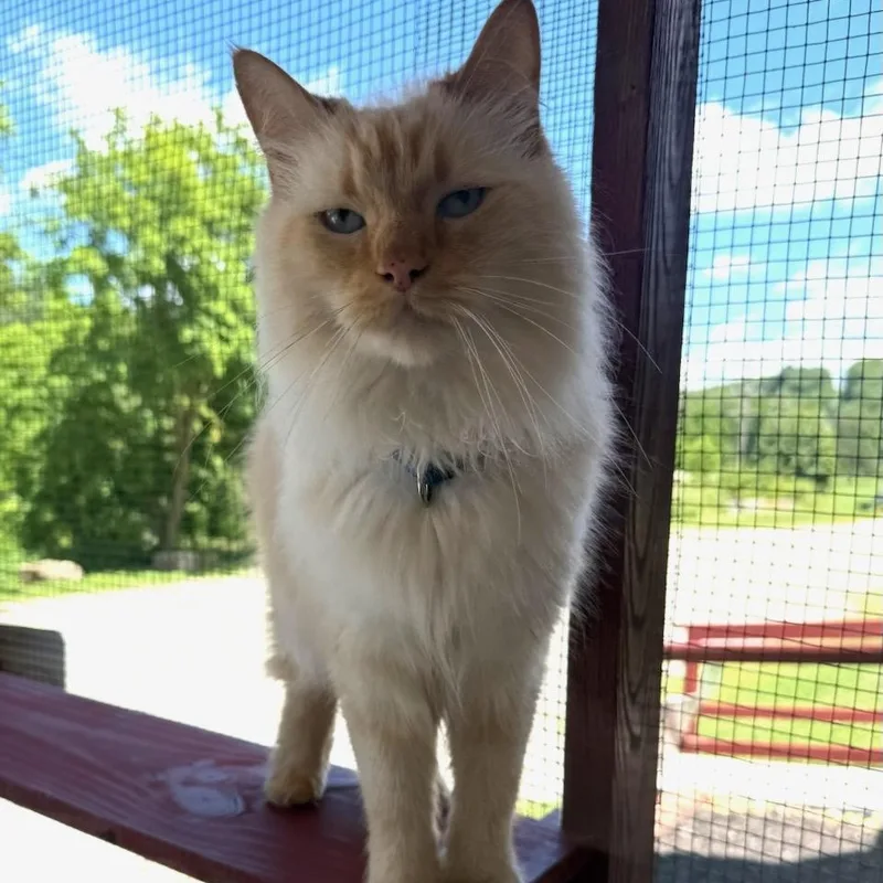A senior large-sized male Flame Point Ragdoll cat named Yoda for adoption in Greensburg, PA