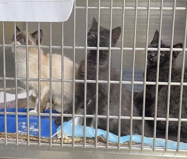A baby small-sized female Domestic Long Hair cat named Fiji for adoption in Anchorage, AK