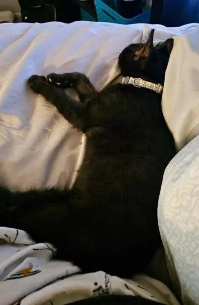 A young small-sized male Domestic Short Hair cat named Huey for adoption in Fort Worth, TX
