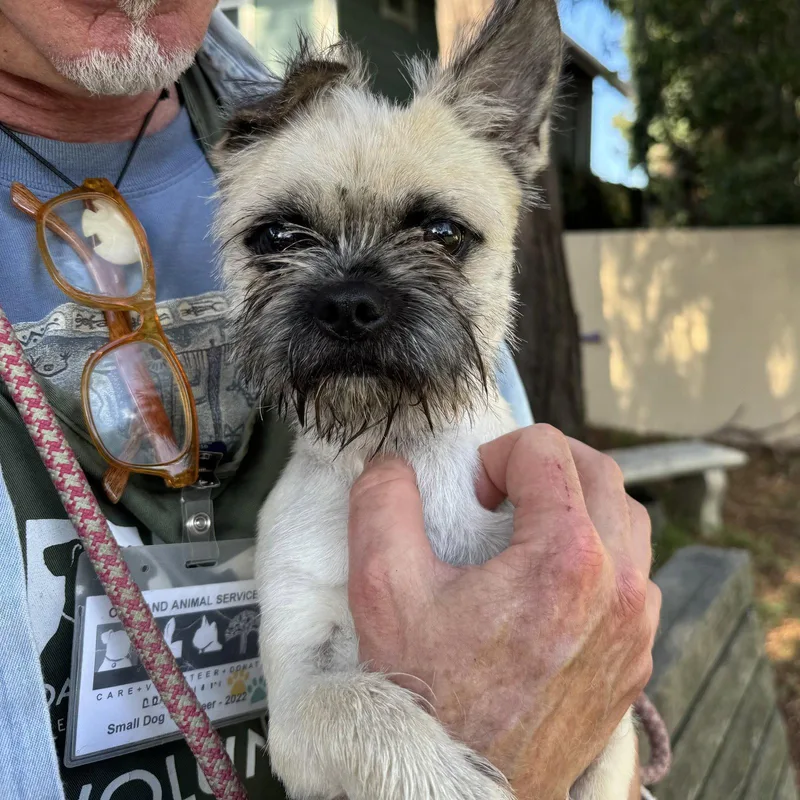A young small-sized male Terrier dog named Captain for adoption in Oakland, CA