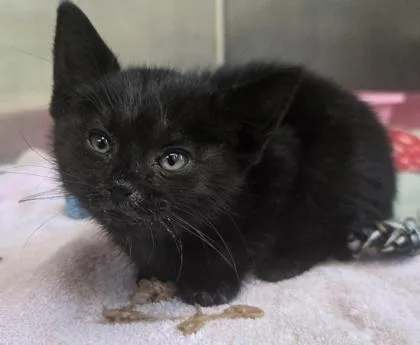 A baby small-sized male Domestic Short Hair cat named Belle Tire for adoption in Westland, MI