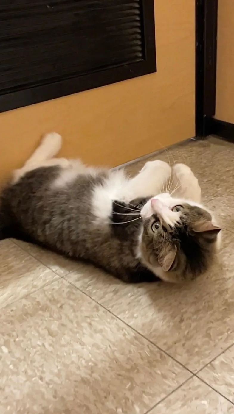 Whiskers thumbnail 2