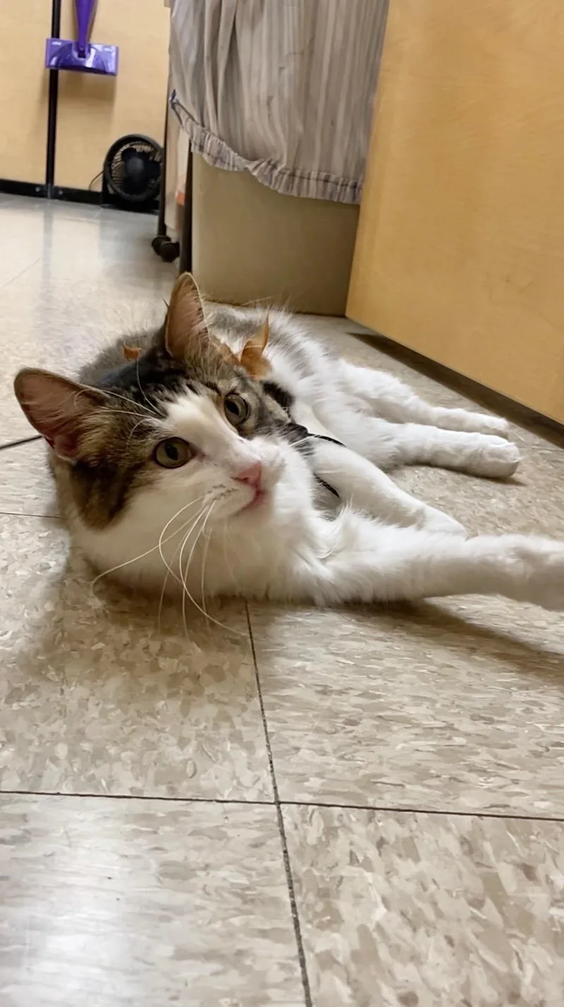 Whiskers thumbnail 3