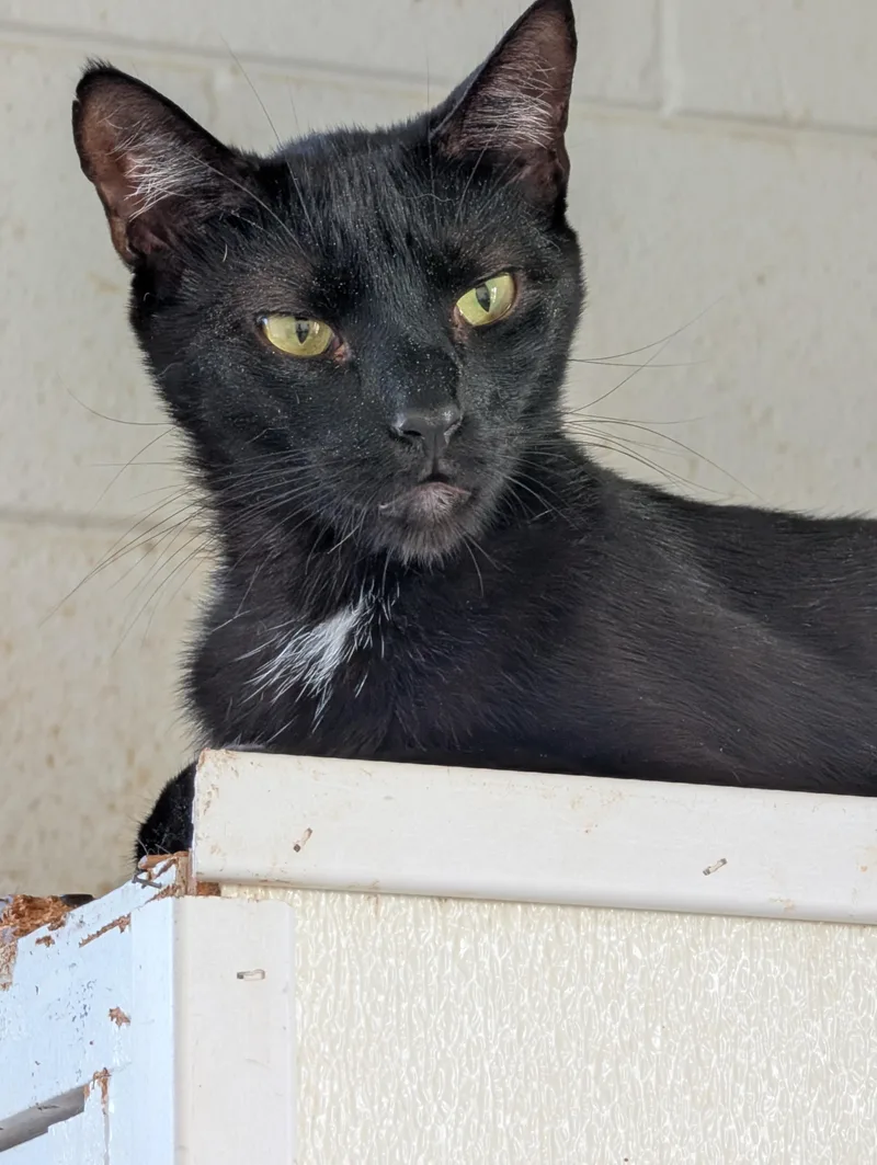 Tumbleweed thumbnail 2