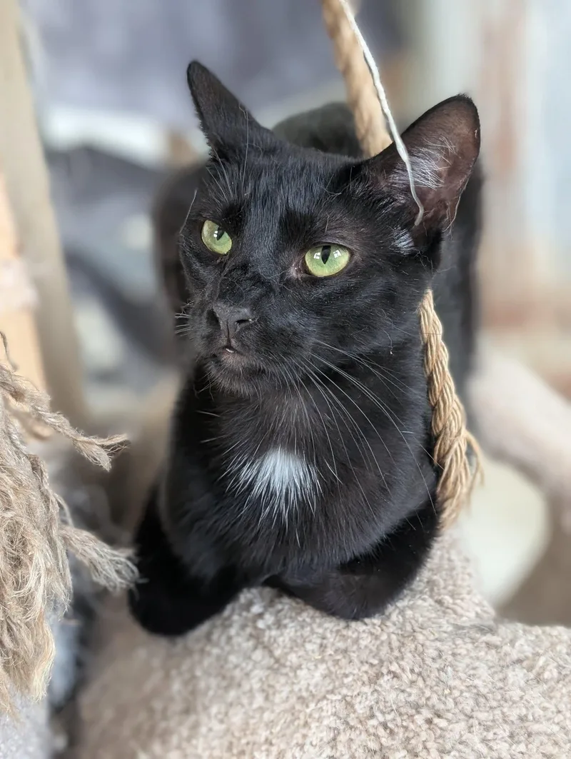 Tumbleweed thumbnail 3