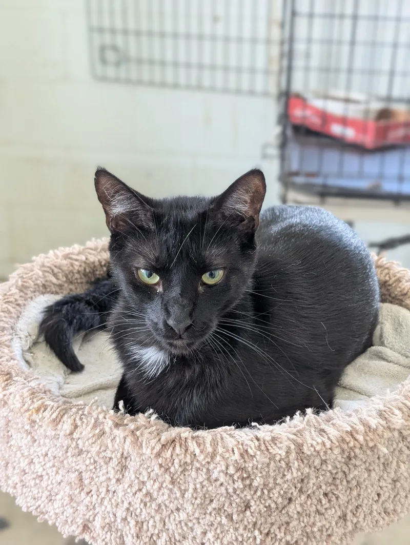 Tumbleweed thumbnail 4