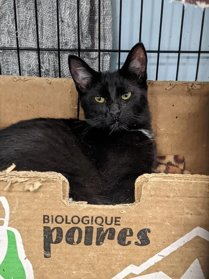 Tumbleweed thumbnail 5