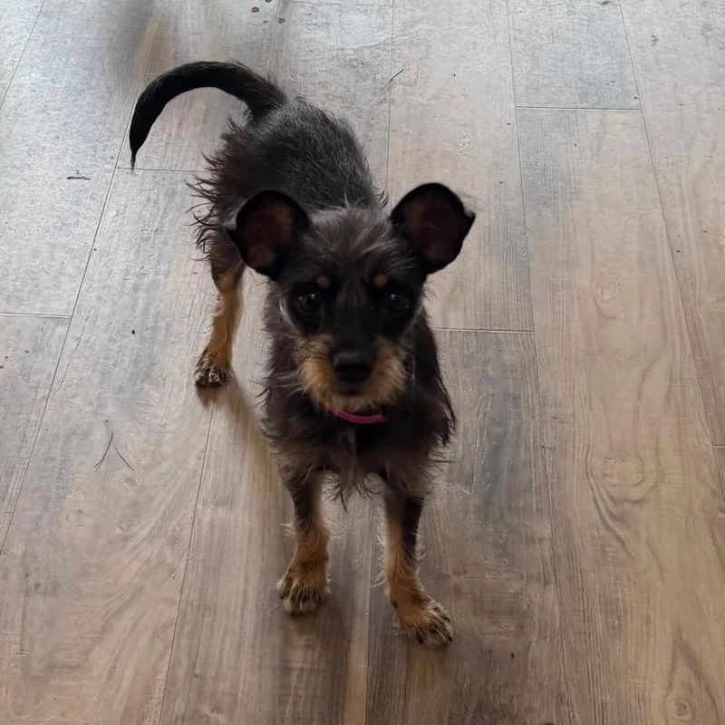 A young small-sized female Black Terrier dog named Dinah for adoption in Las Vegas, NV