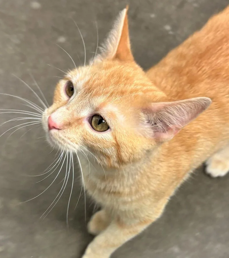 A young medium-sized female Domestic Short Hair cat named Carrot for adoption in Iowa City, IA