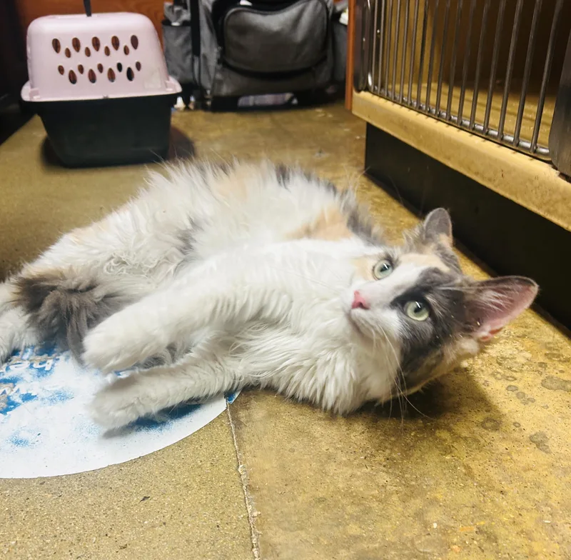A young medium-sized female Calico Domestic Long Hair cat named Fifi for adoption in Fairfax, VA
