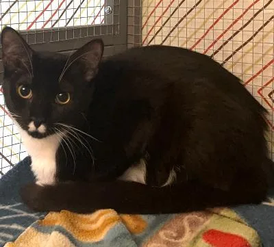 A baby medium-sized female Black & White / Tuxedo Tuxedo cat named Betty for adoption in Columbia, SC