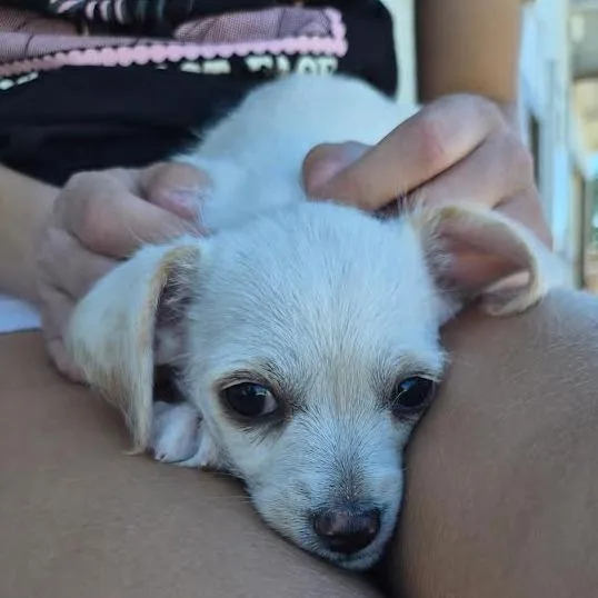 A baby small-sized male White / Cream Terrier dog named Twix for adoption in Prescott, AZ