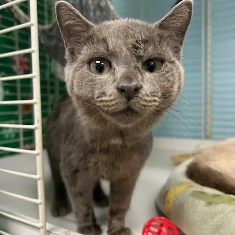A baby small-sized male Gray / Blue / Silver Russian Blue cat named Enzo for adoption in Margate, FL