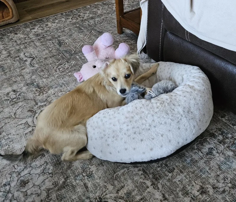 A baby small-sized female Apricot / Beige Chihuahua dog named Holly for adoption in Roseburg, OR