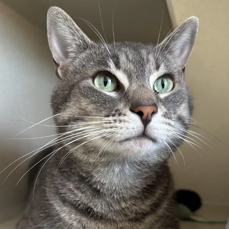An adult large-sized male Gray / Blue / Silver Domestic Short Hair cat named Pua for adoption in Redwood City, CA