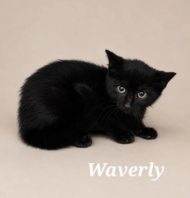 A baby medium-sized female Black Domestic Short Hair cat named Waverly for adoption in Monroeville, PA