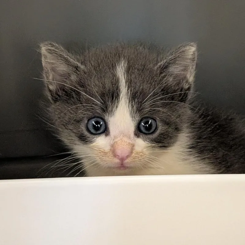 A baby small-sized male Gray / Blue / Silver Domestic Short Hair cat named Garlic Parmesan for adoption in Morganton, NC