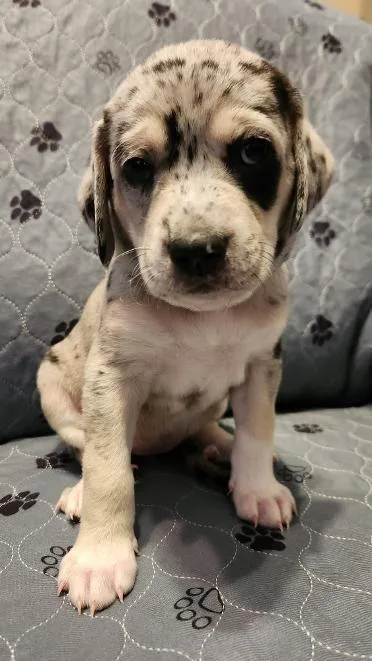 A baby large-sized female Mountain Dog dog named Flicker for adoption in St. Augustine, FL