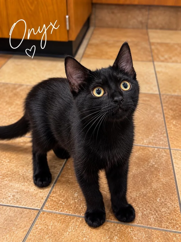 Onyx