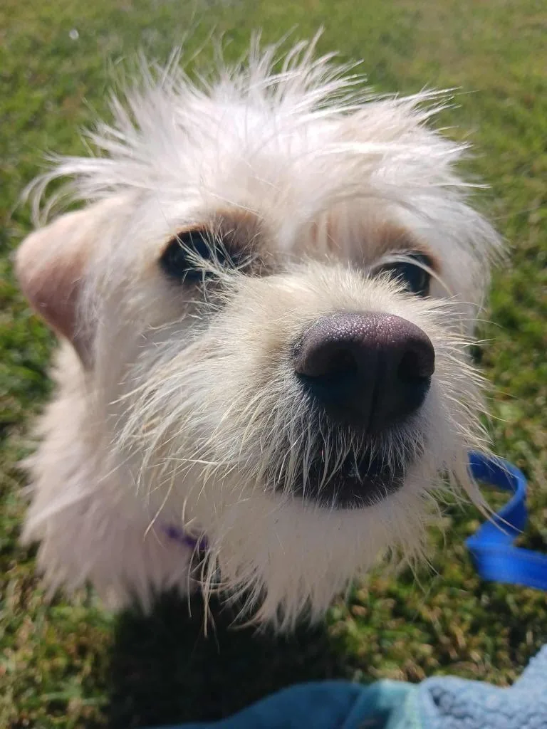 A young small-sized female Terrier dog named Elsa for adoption in Fremont, OH