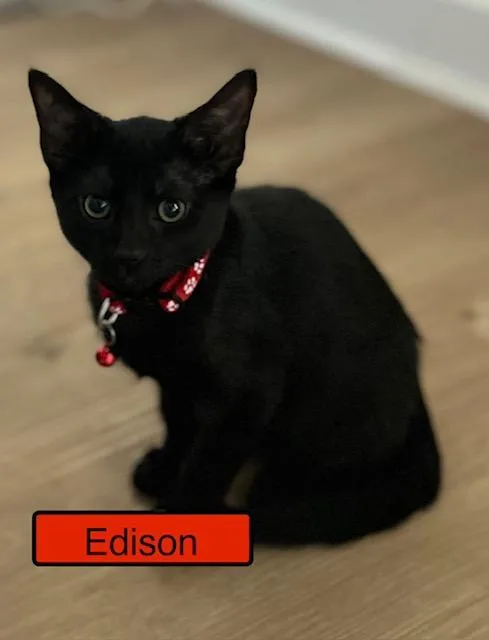 A baby medium-sized male Domestic Short Hair cat named Edison for adoption in Zimmerman, MN