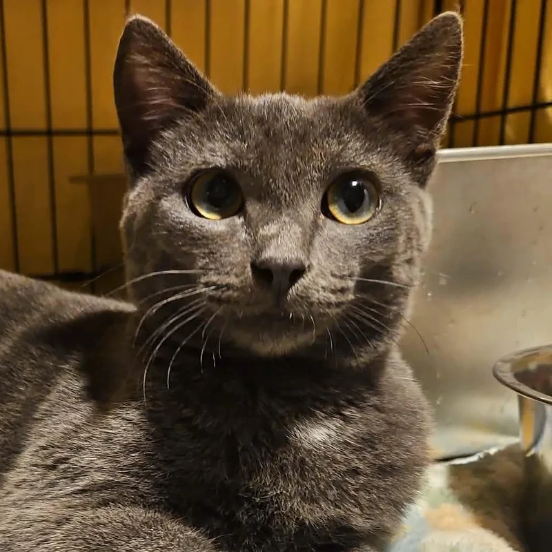 A young medium-sized male Gray / Blue / Silver Domestic Short Hair cat named Mikey for adoption in CHICAGO, IL