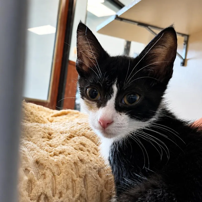 A baby small-sized male Black Domestic Short Hair cat named Gus for adoption in West Palm Beach, FL